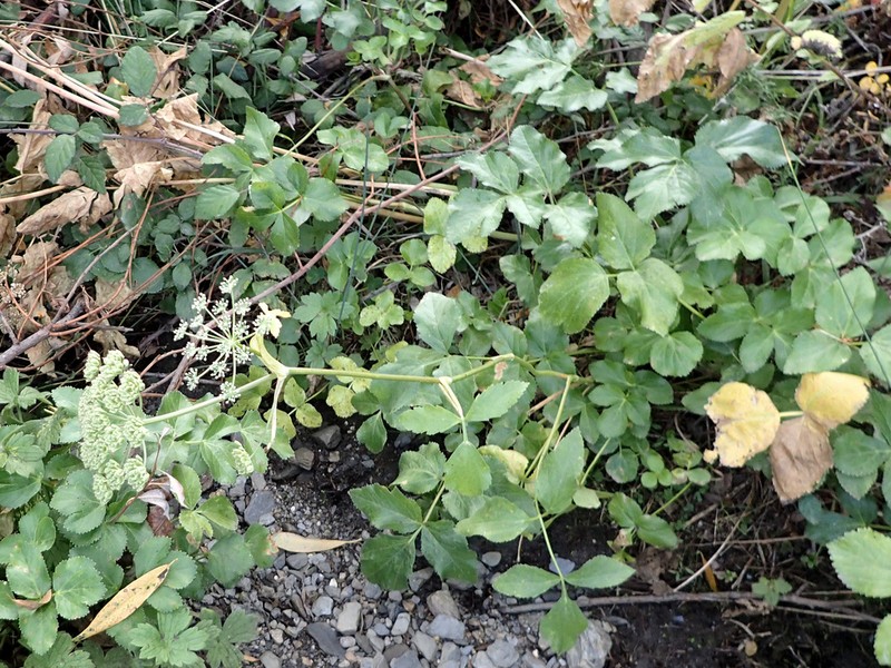 Peucedanum hispanicum