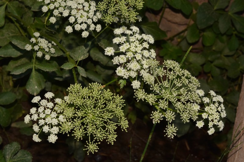 Peucedanum hispanicum photo 2