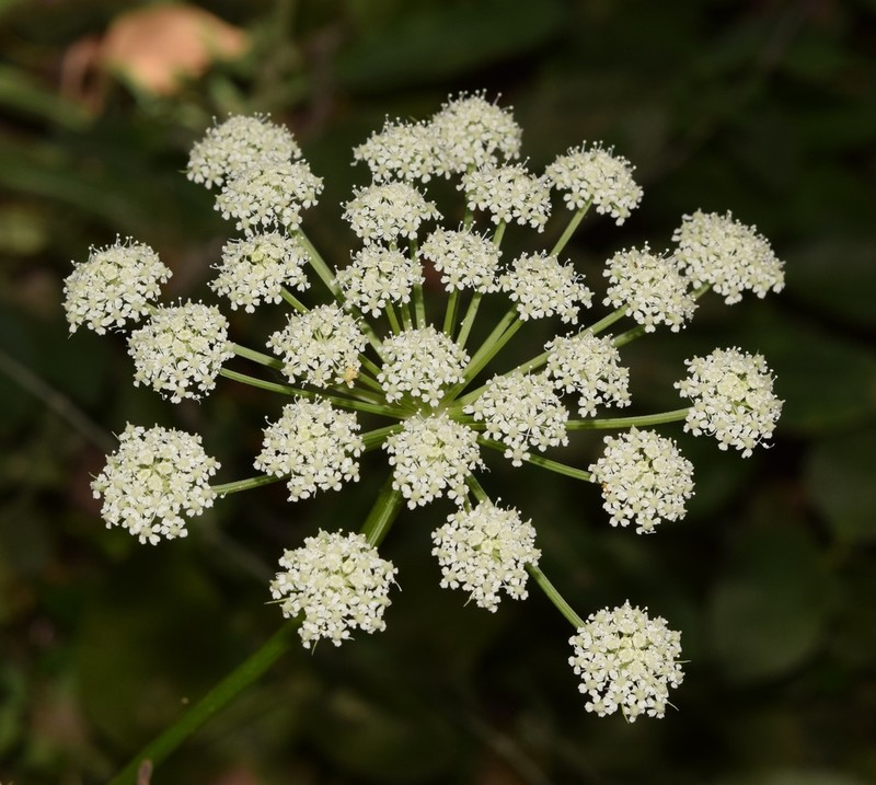 Peucedanum hispanicum photo 3