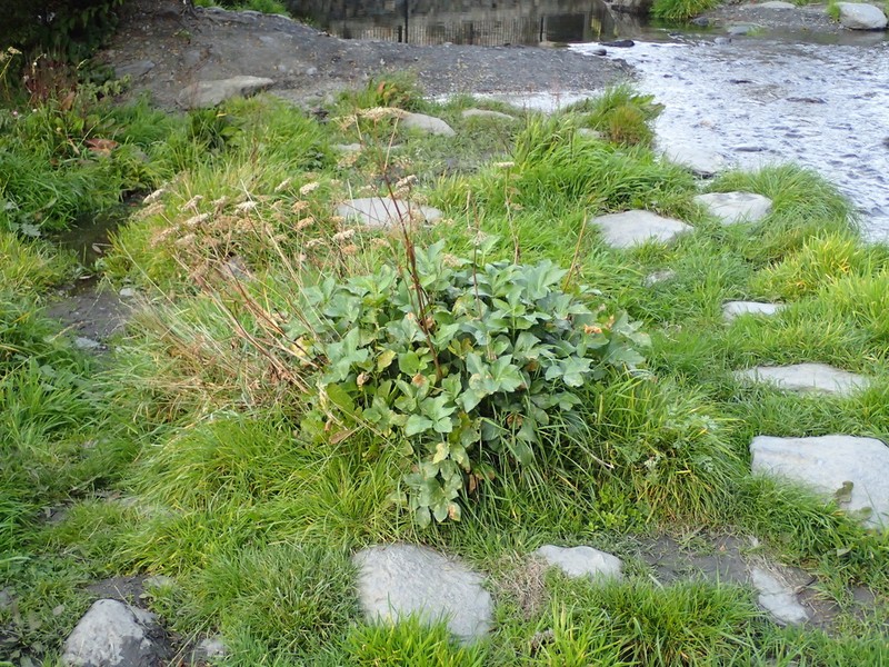 Peucedanum hispanicum photo 4
