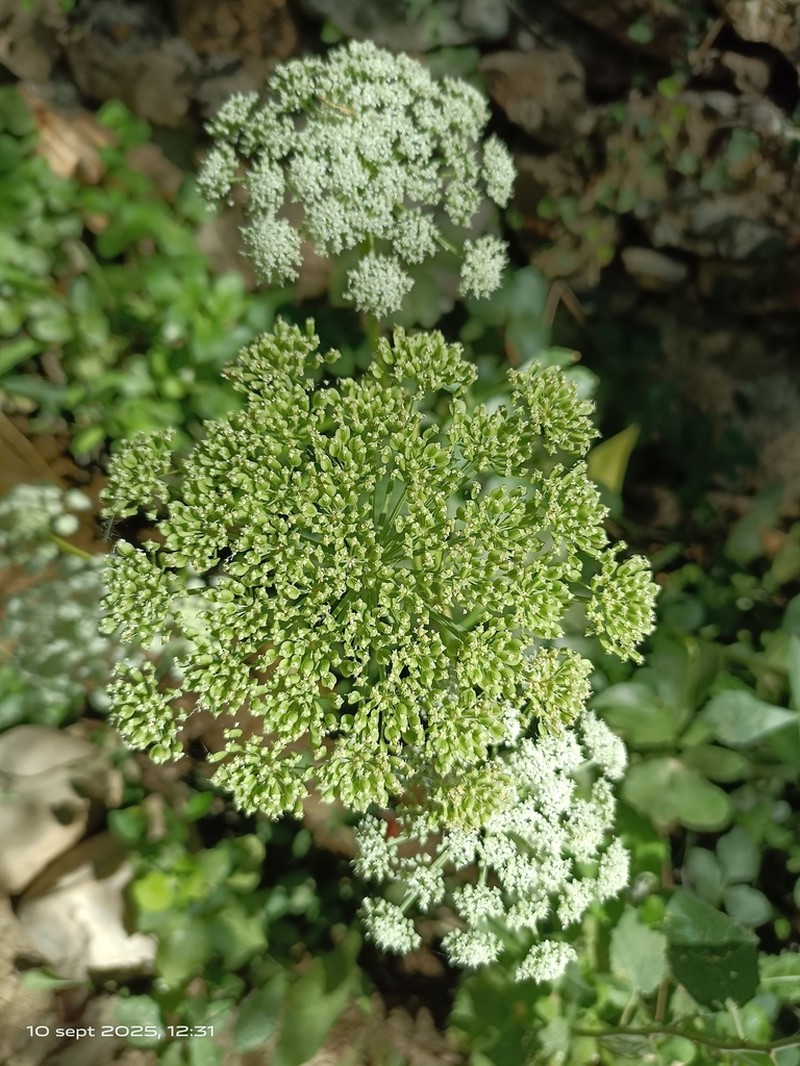 Peucedanum hispanicum photo 5