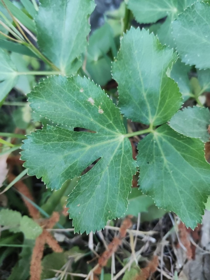 Peucedanum hispanicum photo 6