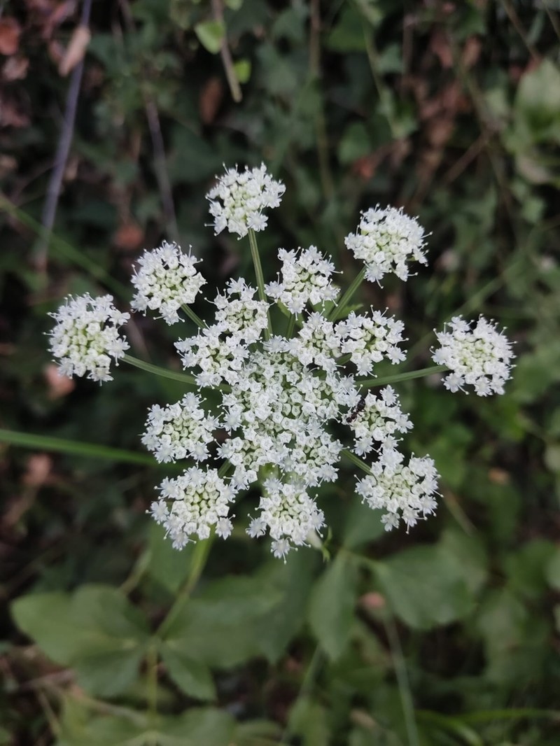 Peucedanum hispanicum photo 7