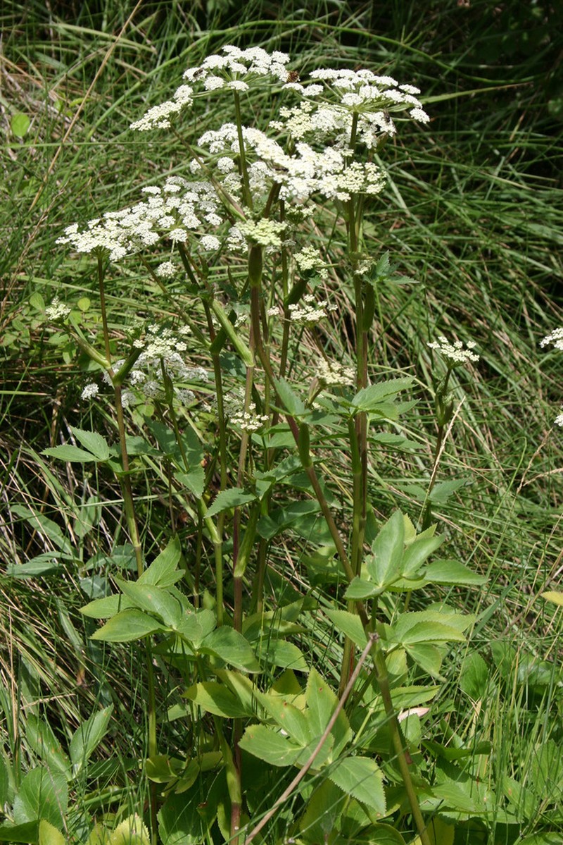 Peucedanum hispanicum photo 8