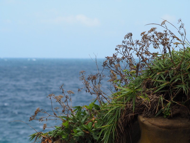 Peucedanum japonicum photo 4