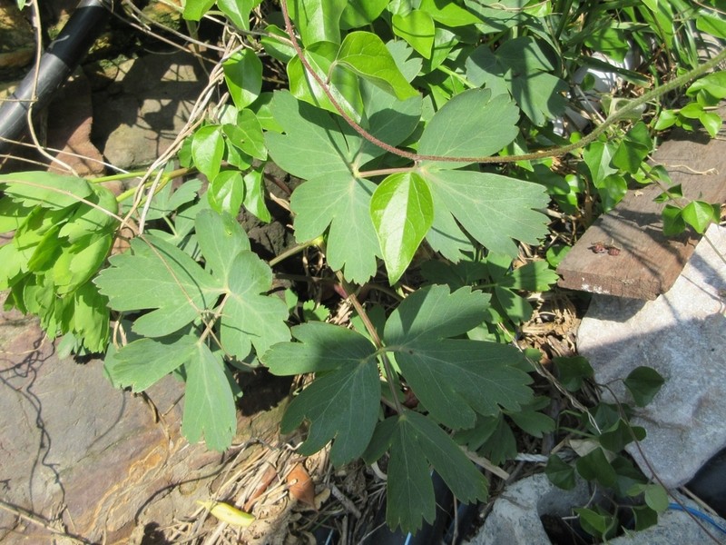 Peucedanum japonicum photo 5