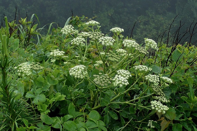 Peucedanum japonicum photo 6