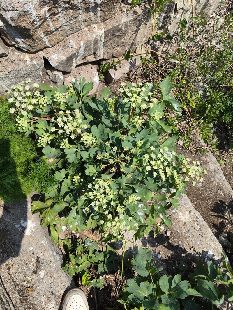 Peucedanum japonicum photo 7