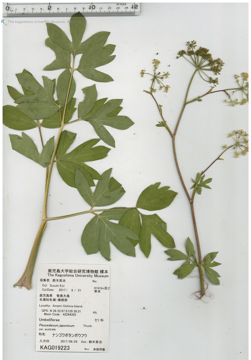 Peucedanum japonicum var. australe
