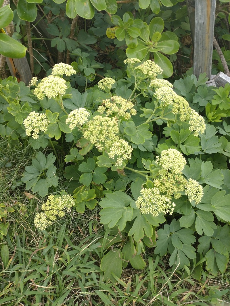 Peucedanum japonicum var. japonicum