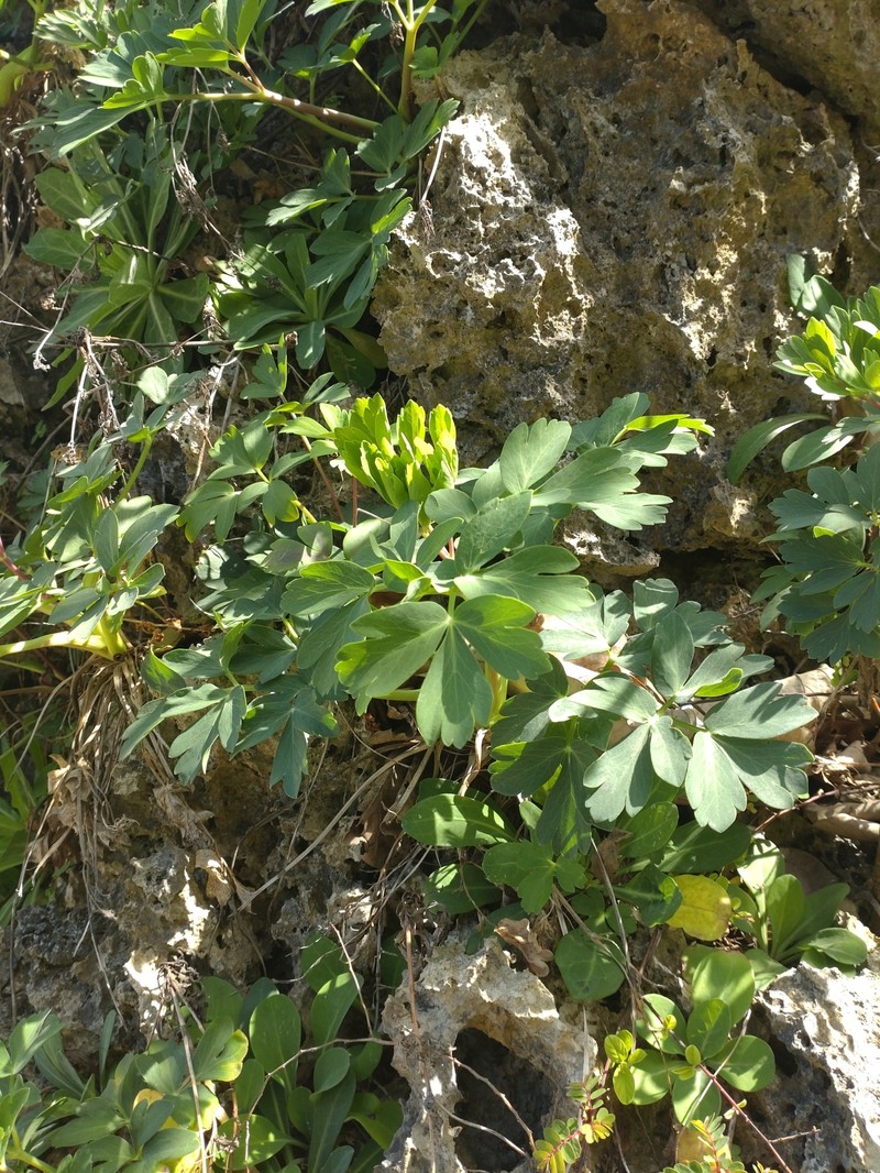 Peucedanum japonicum var. japonicum photo 2