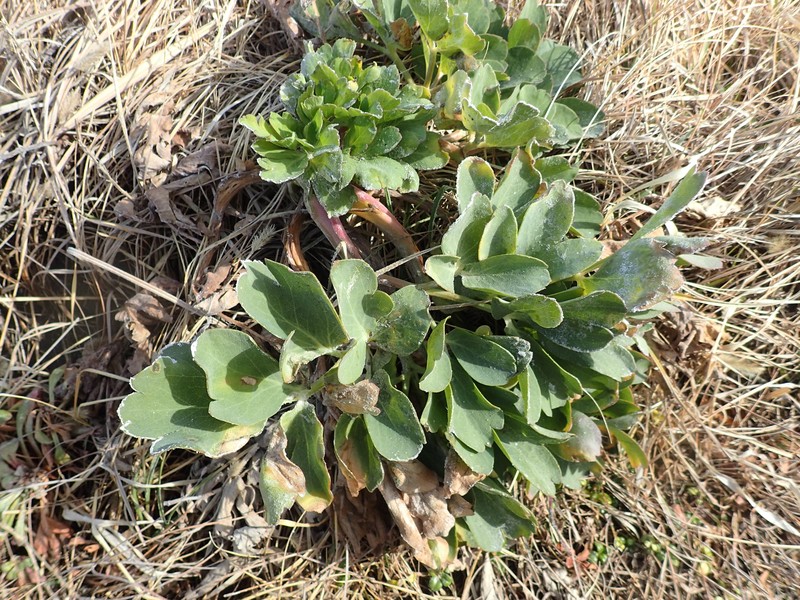 Peucedanum japonicum var. japonicum photo 3