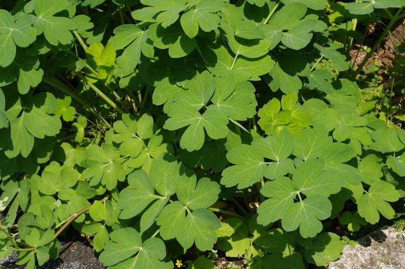 Peucedanum japonicum var. japonicum photo 4