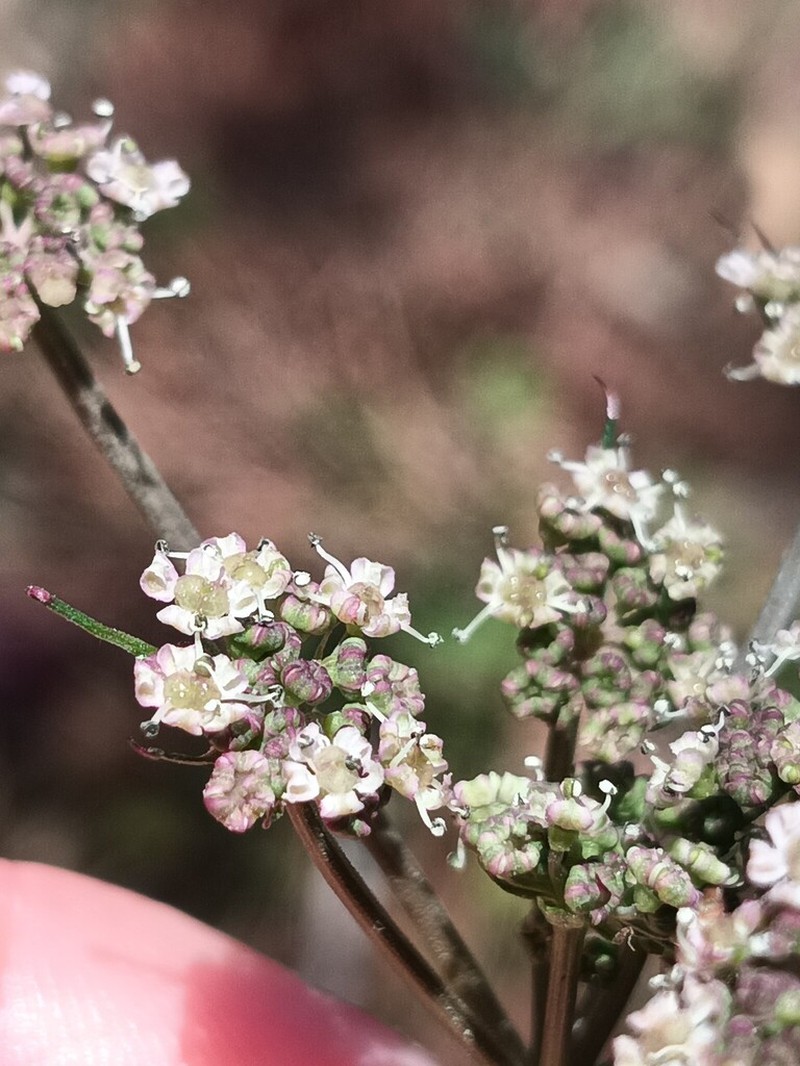 Peucedanum lancifolium