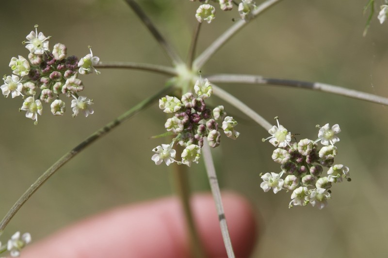 Peucedanum lancifolium photo 2