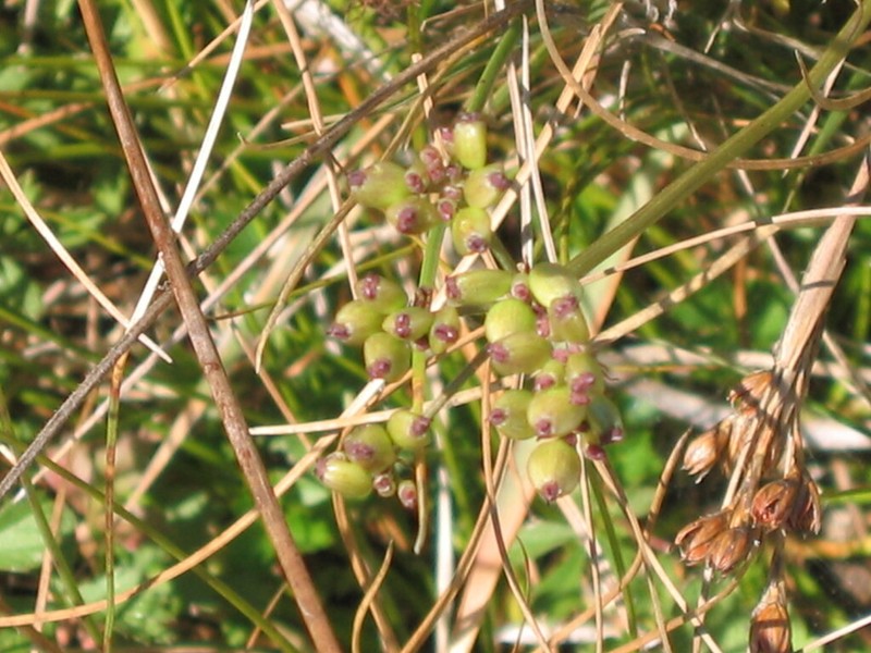 Peucedanum lancifolium photo 3