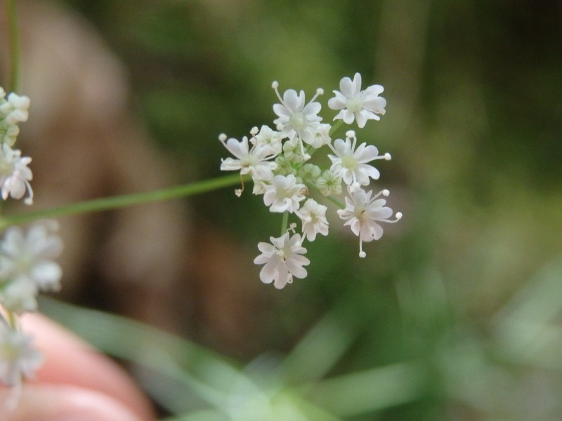 Peucedanum lancifolium photo 4