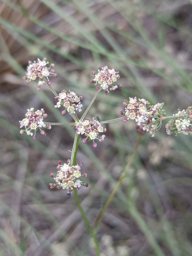 Peucedanum lancifolium photo 5