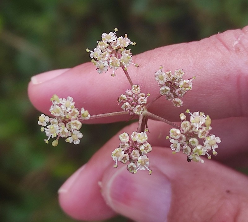 Peucedanum lancifolium photo 6
