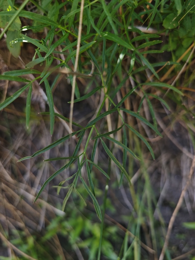 Peucedanum lancifolium photo 8