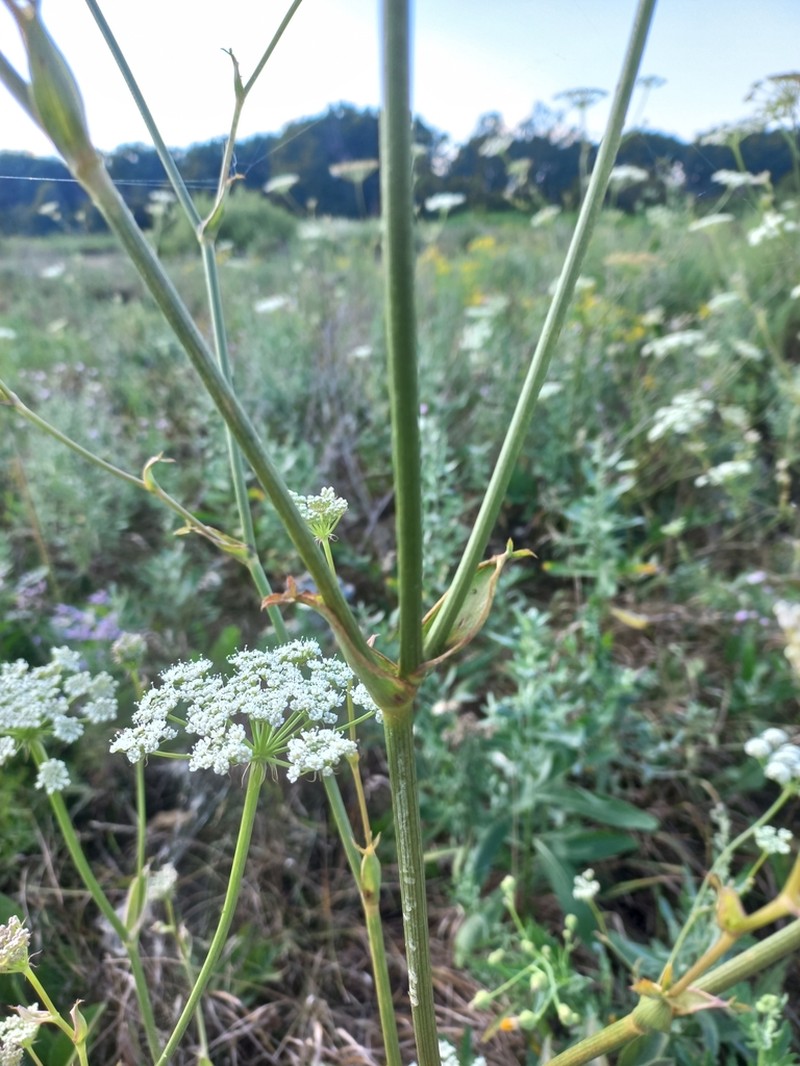 Peucedanum latifolium