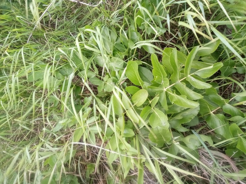 Peucedanum latifolium photo 3