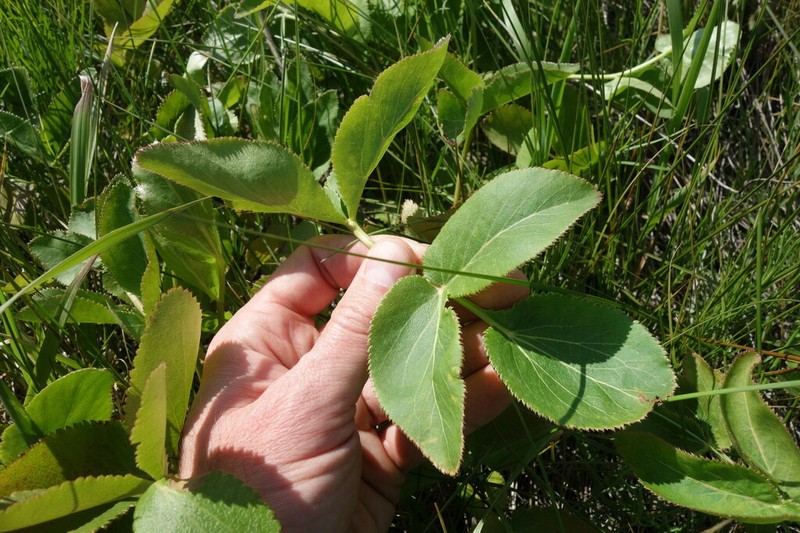 Peucedanum latifolium photo 4