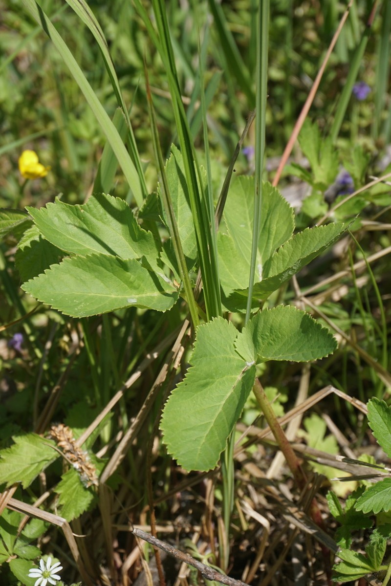 Peucedanum latifolium photo 5