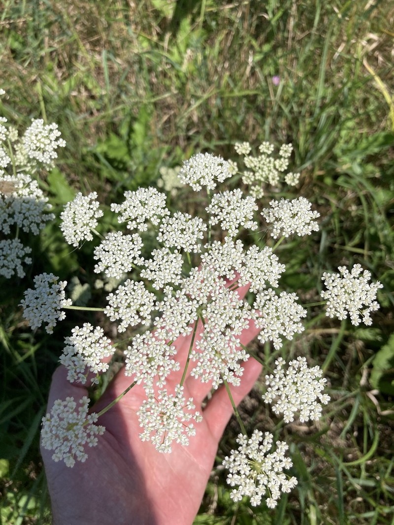 Peucedanum latifolium photo 6
