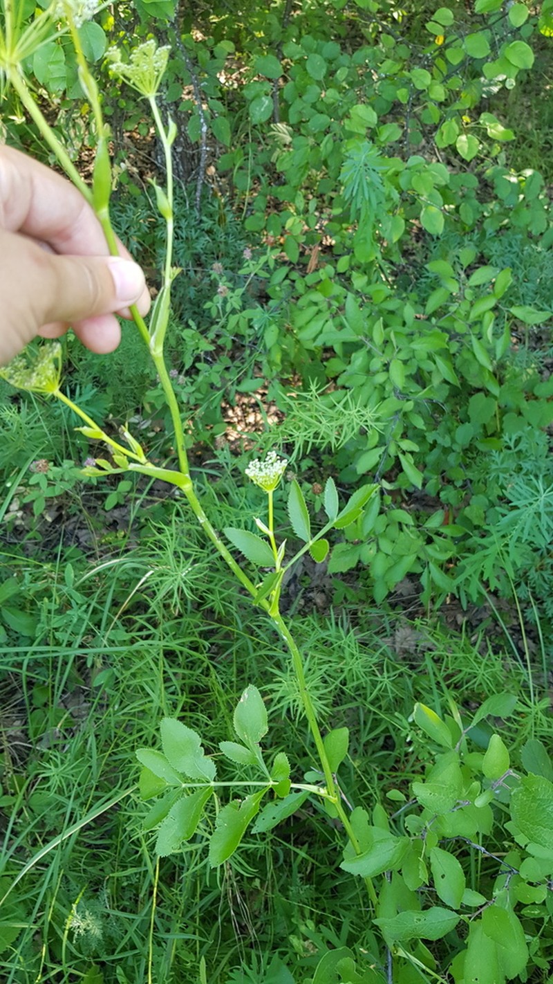 Peucedanum latifolium photo 7