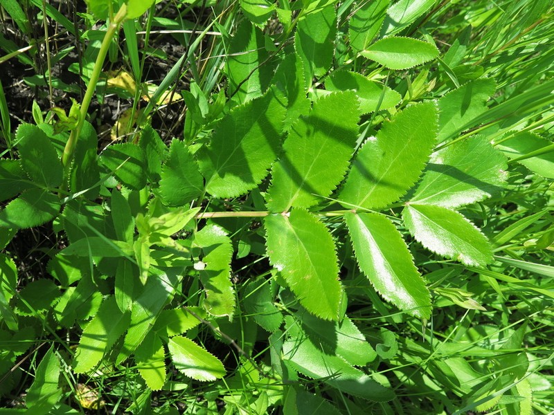 Peucedanum latifolium photo 8