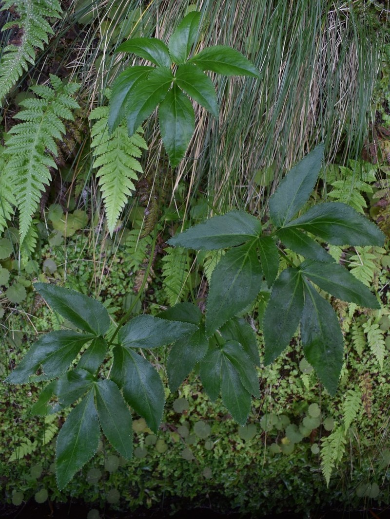 Peucedanum lowei