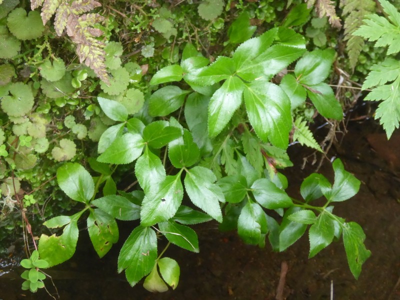 Peucedanum lowei photo 2