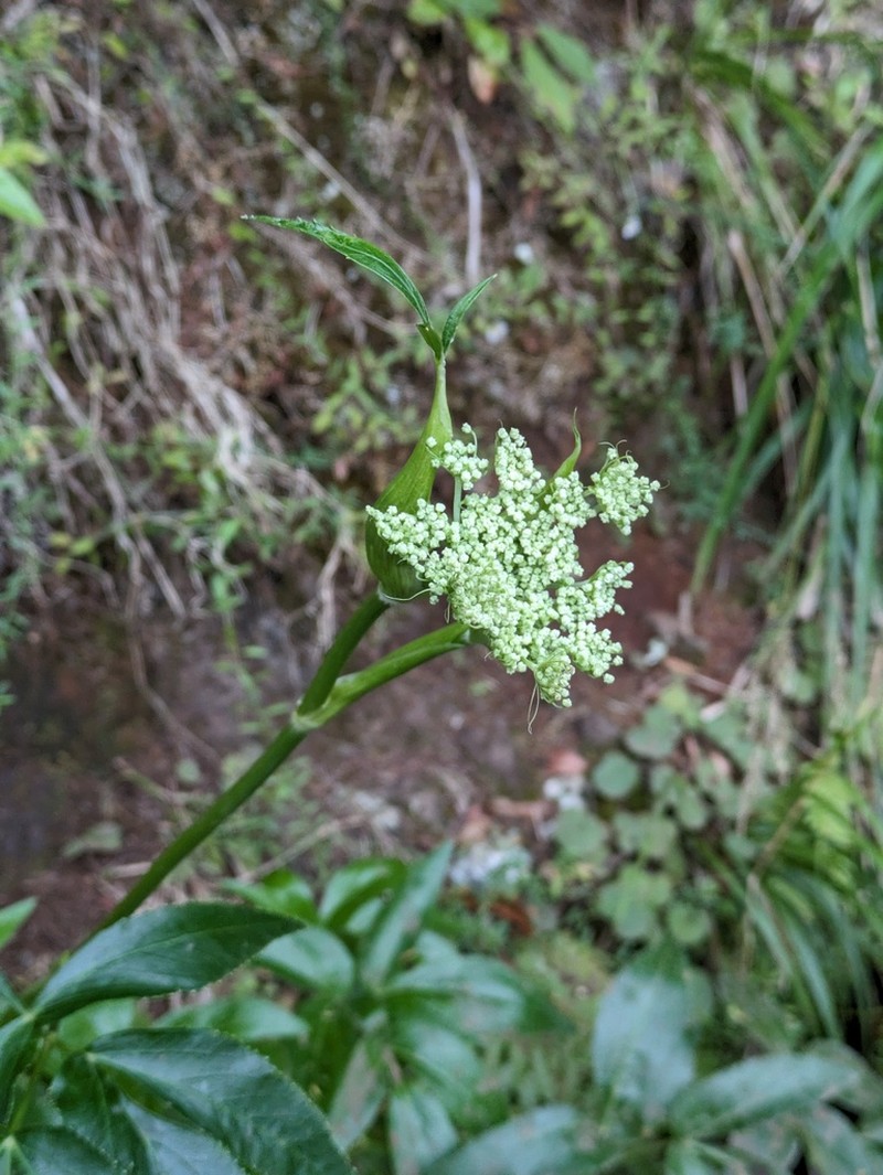 Peucedanum lowei photo 3