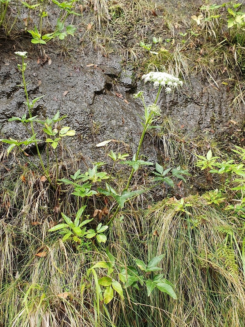 Peucedanum lowei photo 4