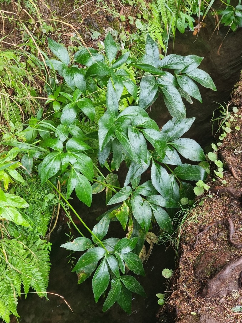 Peucedanum lowei photo 5