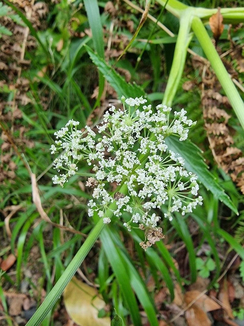 Peucedanum lowei photo 6