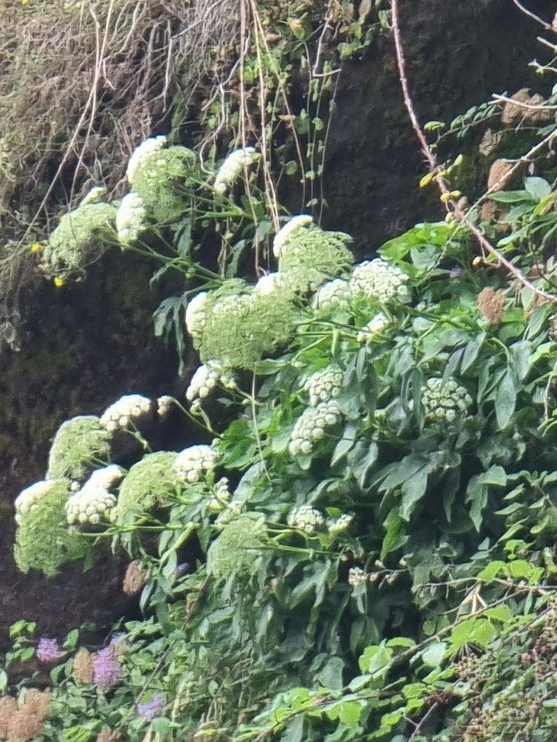 Peucedanum lowei photo 7
