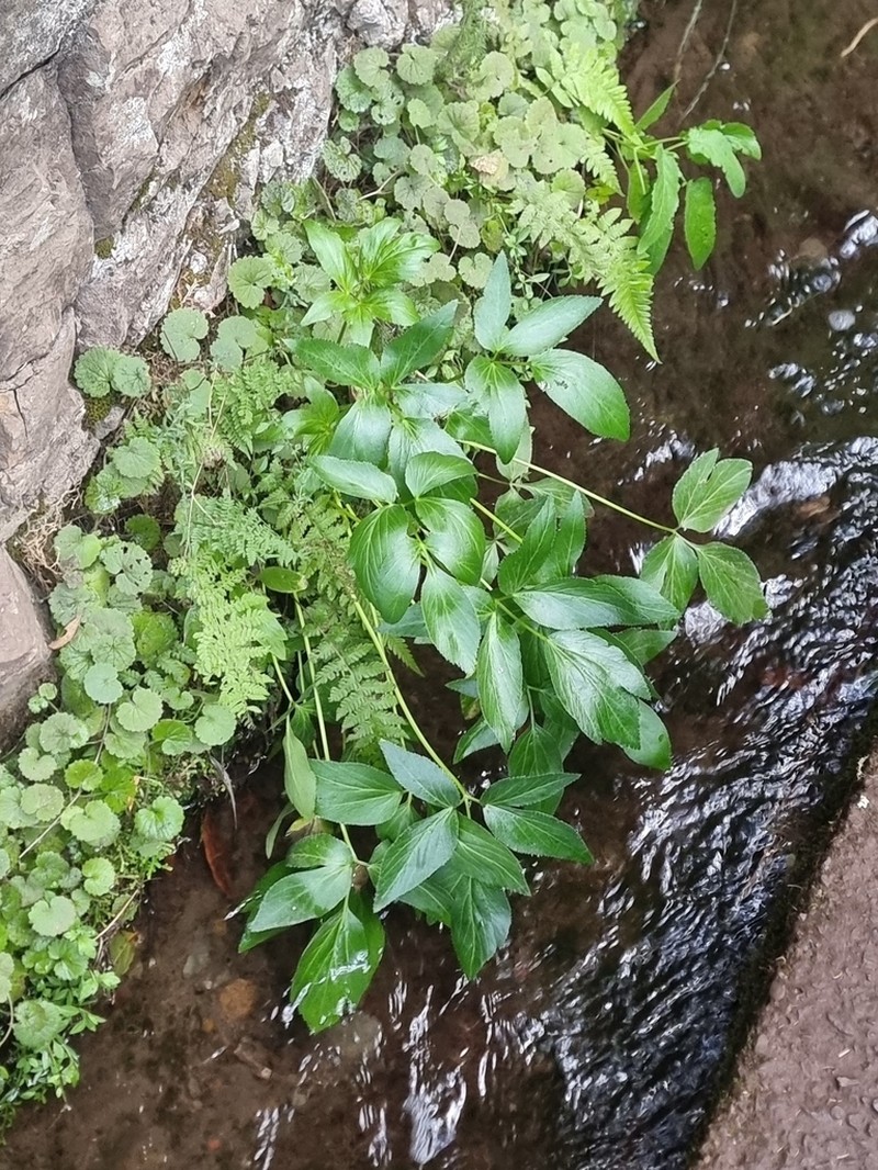 Peucedanum lowei photo 8