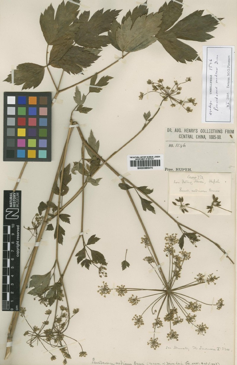 Peucedanum medicum