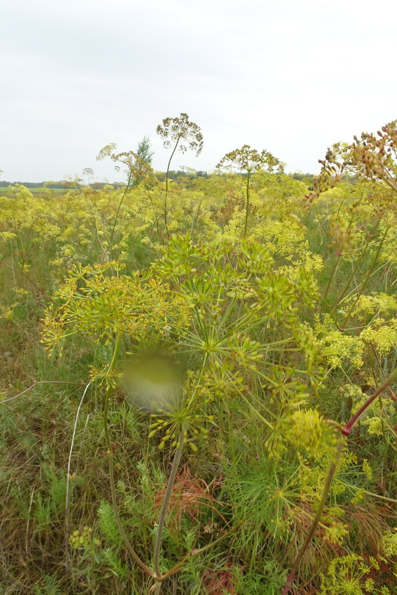Peucedanum morisonii