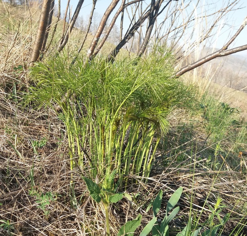 Peucedanum morisonii photo 2