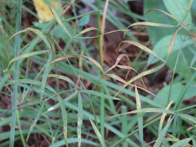 Peucedanum morisonii photo 3