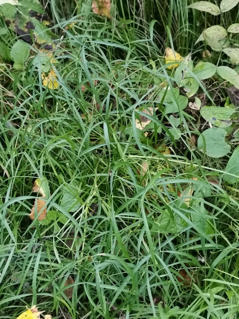 Peucedanum morisonii photo 4