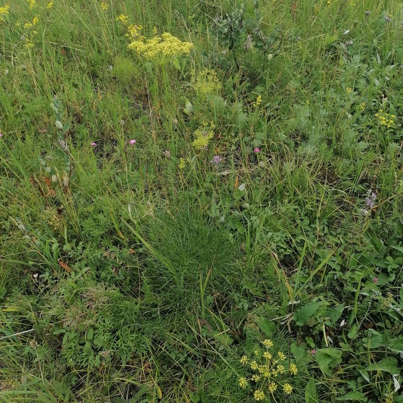 Peucedanum morisonii photo 5