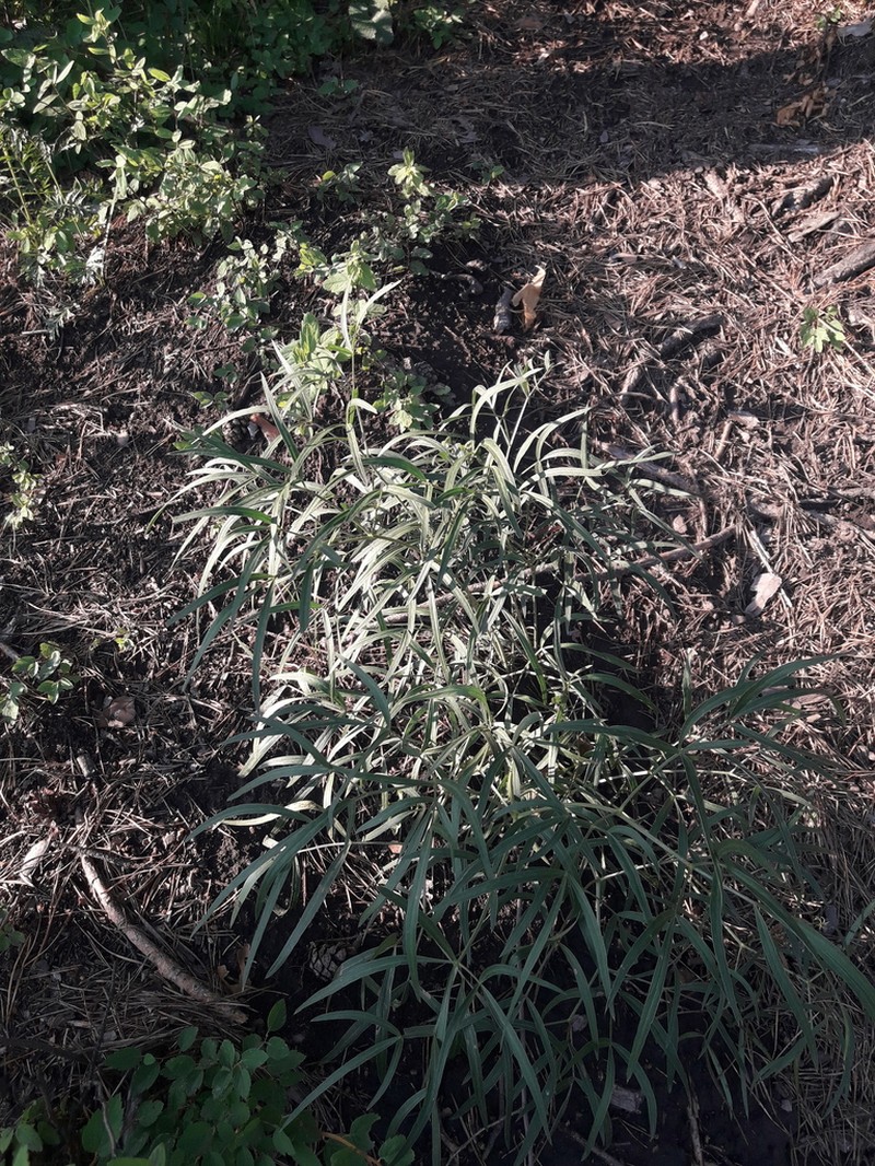 Peucedanum morisonii photo 6