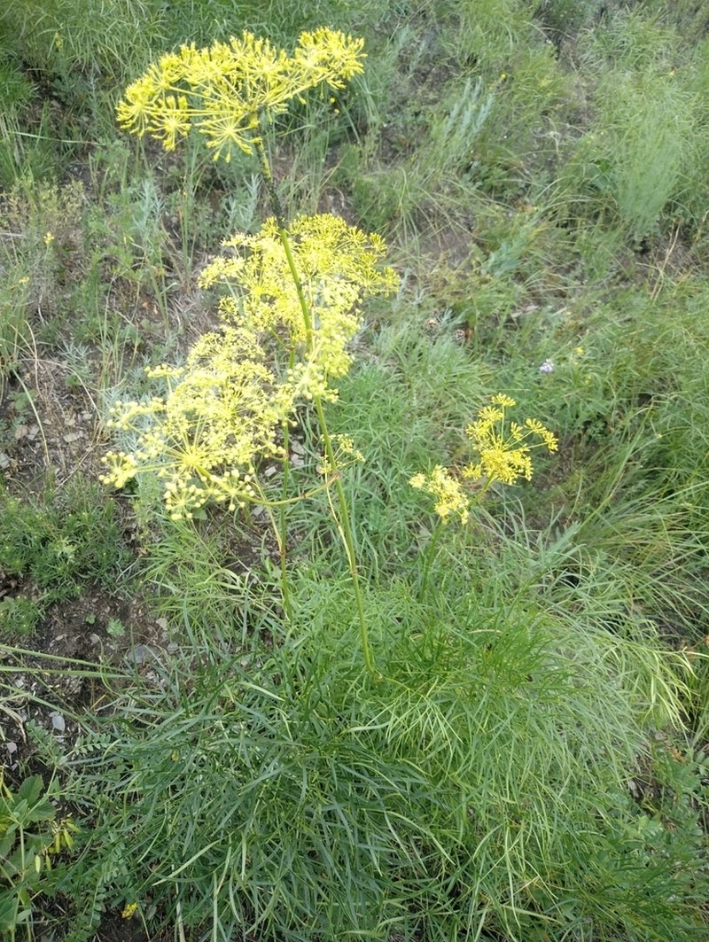 Peucedanum morisonii photo 7