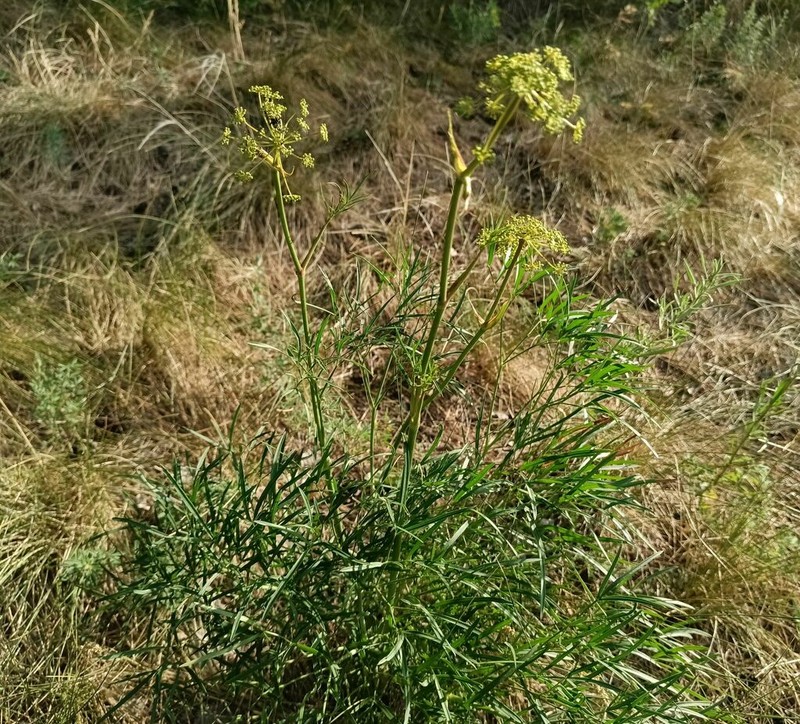 Peucedanum morisonii photo 8