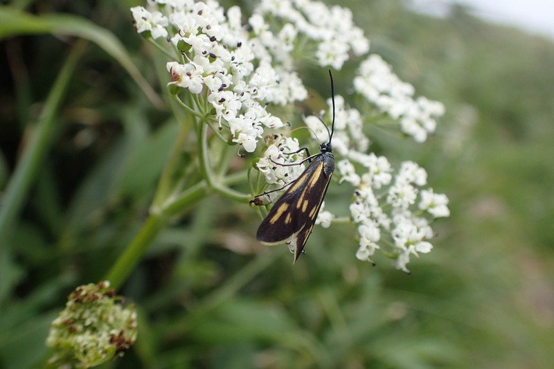 Peucedanum multivittatum