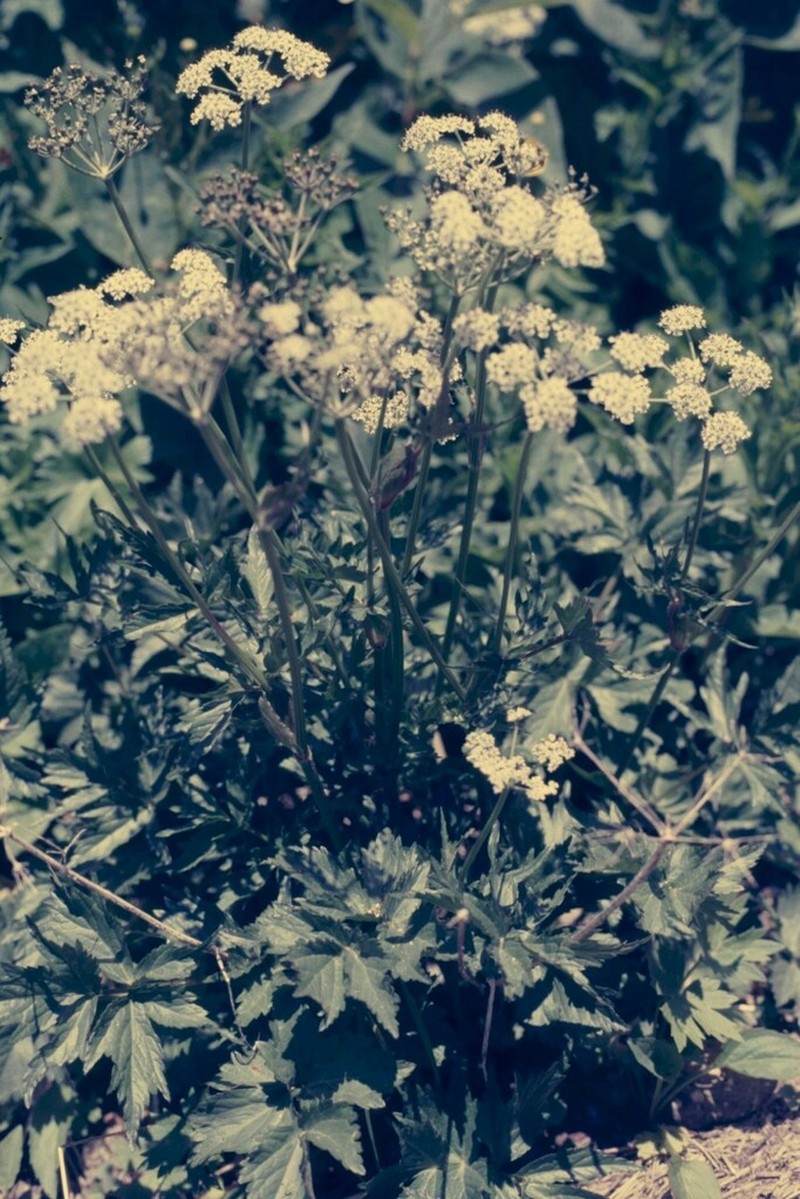 Peucedanum multivittatum photo 2
